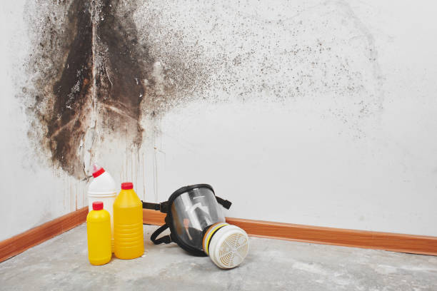 Best Kitchen Mold Remediation in Alliae, NC